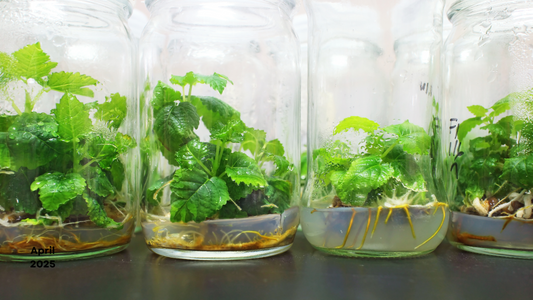 Exploring the Power of 2iP in Plant Growth