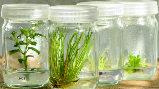 The Intricate World of Plant Tissue Culture: Hormones, Media, and Optimization