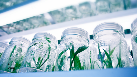 Harnessing the Power of IBA in Tissue Culture: Uses, Effects, Protocols, and Research