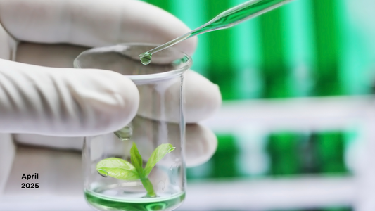 Unlocking the Potential of NAA (α-Naphthaleneacetic Acid) in Plant Tissue Culture