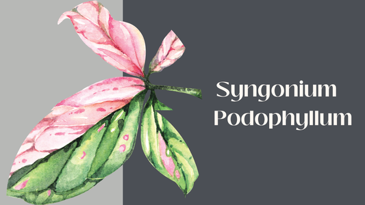 Micropropagating Syngonium podophyllum