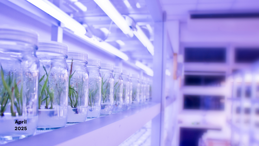 Thidiazuron (TDZ): Unleashing Plant Growth with a Breakthrough Hormone