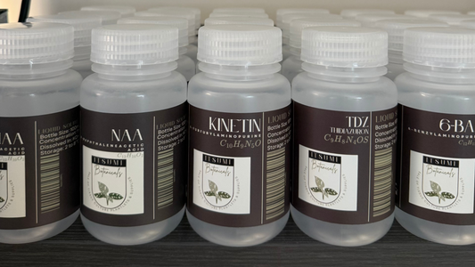 Shelf of liquid plant growth regulators like NAA, Kinetin, TDZ, and 6-BA by Itsumi Botanicals, used in advanced tissue culture applications – 2025