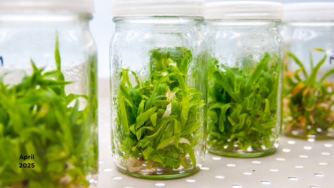 Nature's Growth Secret: A Comprehensive Guide to Gibberellic Acid (GA3)
