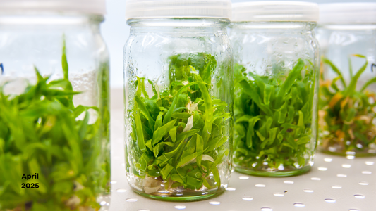 Nature's Growth Secret: A Comprehensive Guide to Gibberellic Acid (GA3)