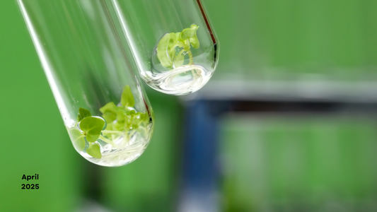 Unlocking the Power of trans‑Zeatin: Nature’s Ultimate Plant Growth Hormone
