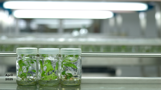 Meta‐Topolin: Revolutionizing Plant Tissue Culture