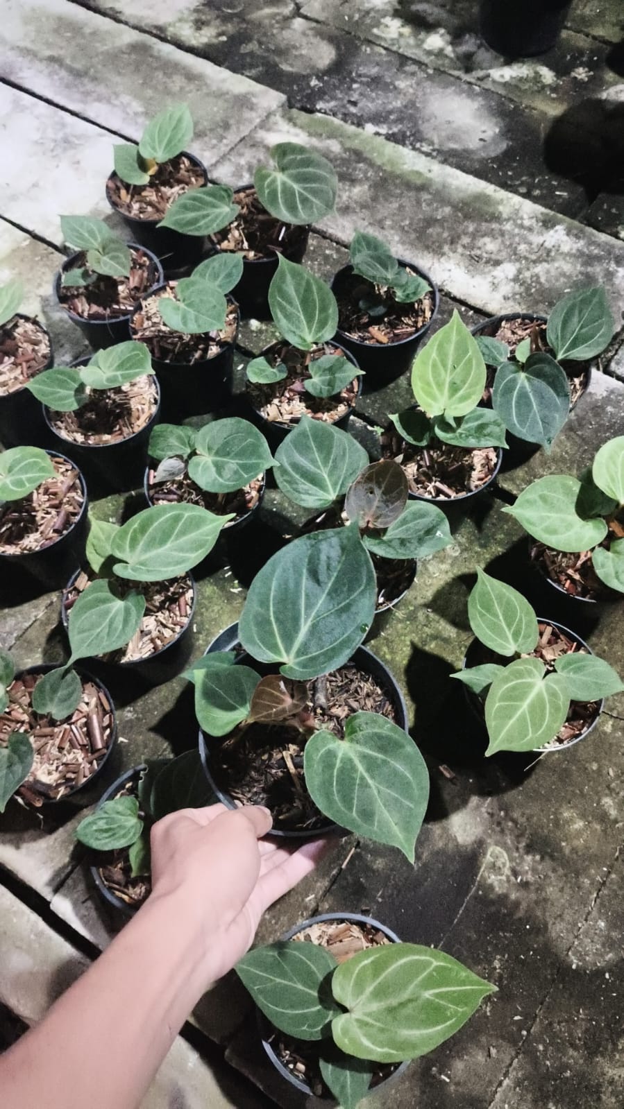 Anthurium King of Spades Grower’s Choice