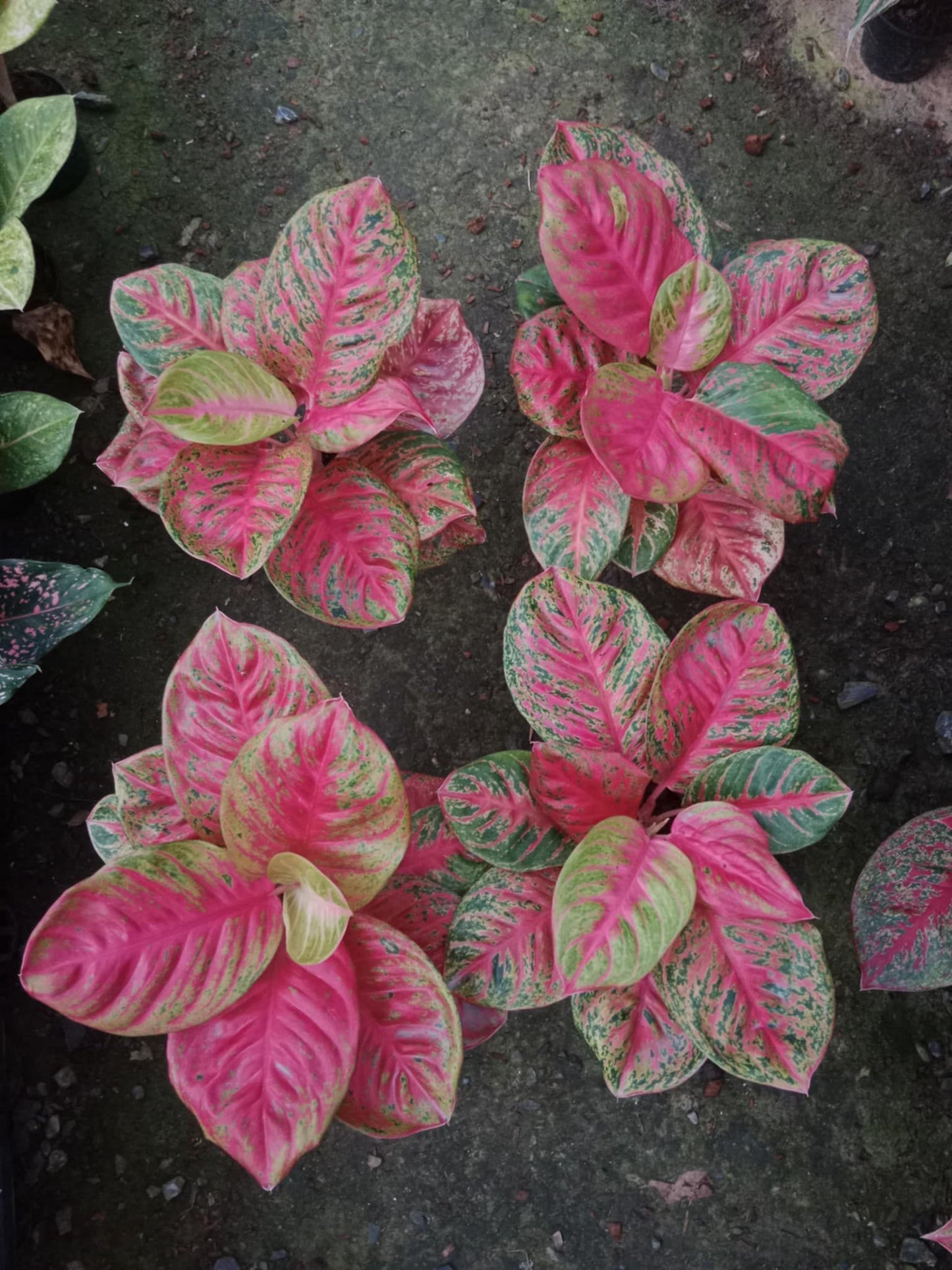 Aglaonema Orange Sombat (Grower's Choice)