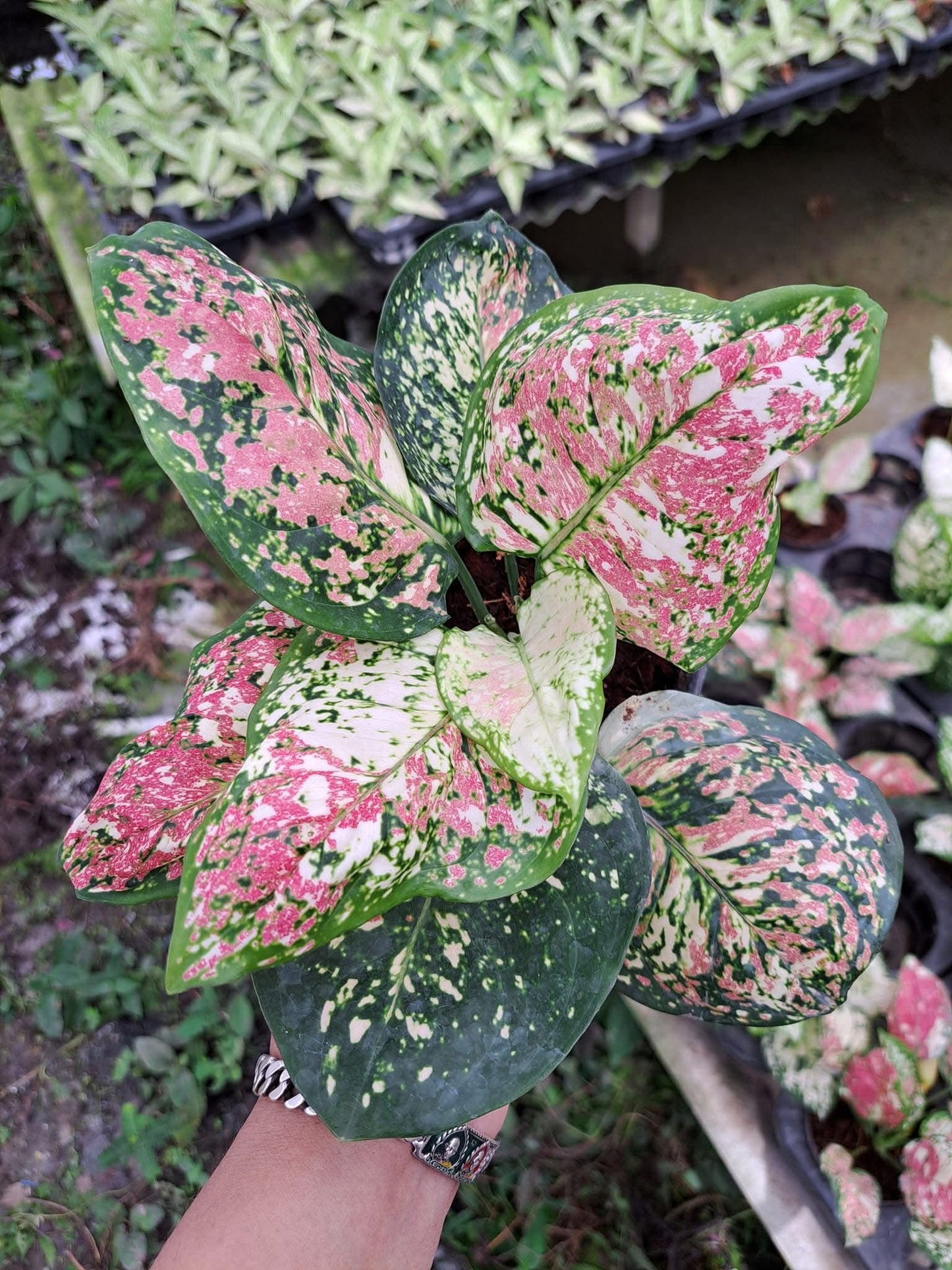 Aglaonema Anyamanee Sam See (Grower's Choice)