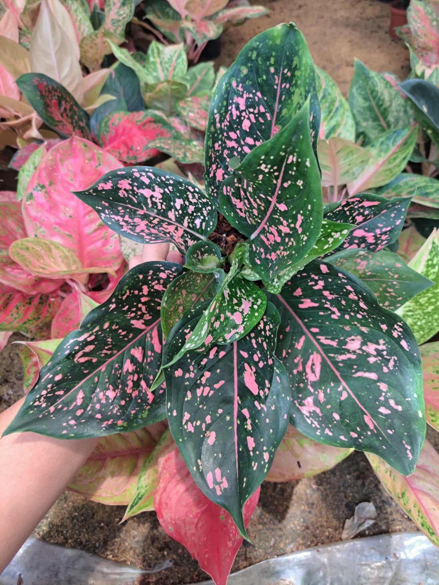 Aglaonema Rubngern (Grower's Choice)