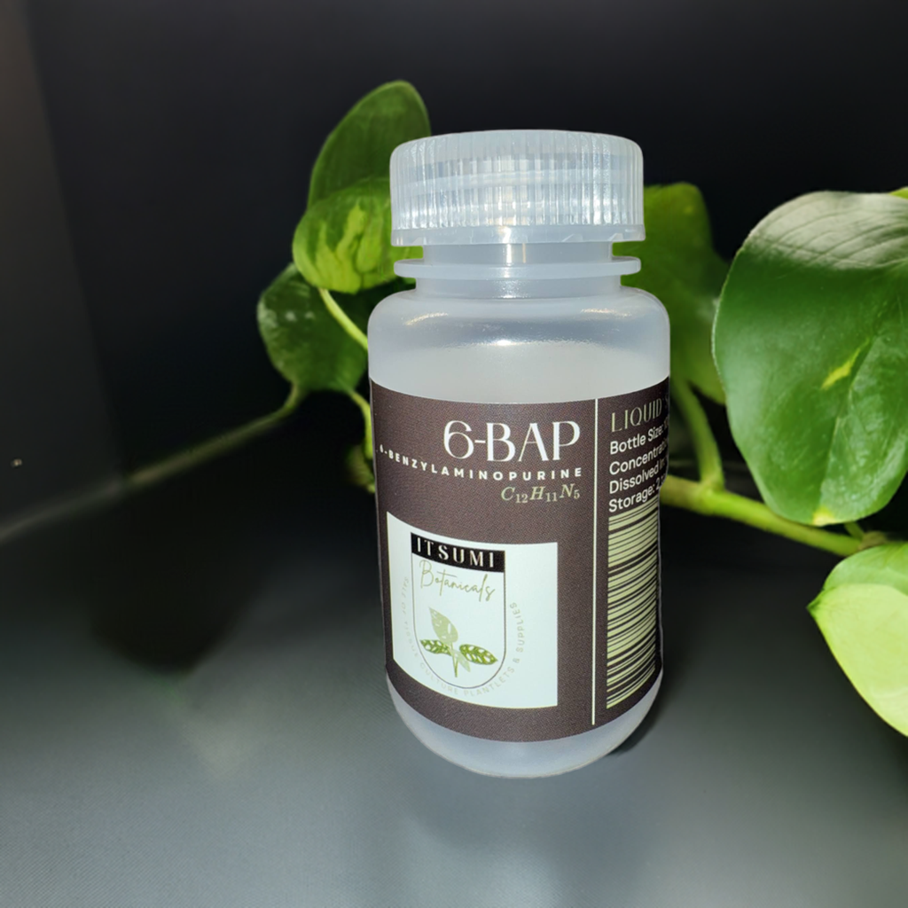 6-BAP (6-Benzylaminopurine) Solution (1 mg/mL)