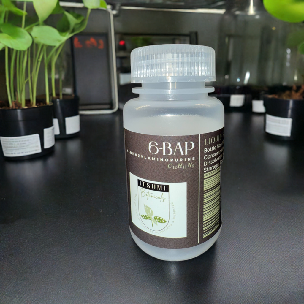 6-BAP (6-Benzylaminopurine) Solution (1 mg/mL)