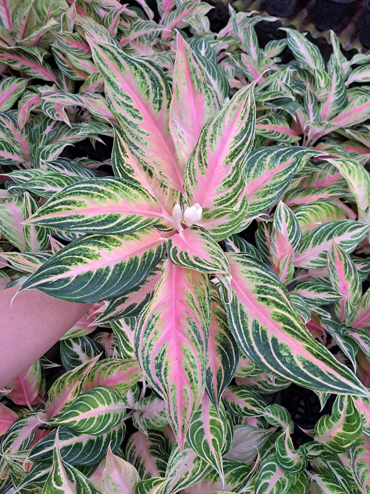 Aglaonema Panama (Grower's Choice)