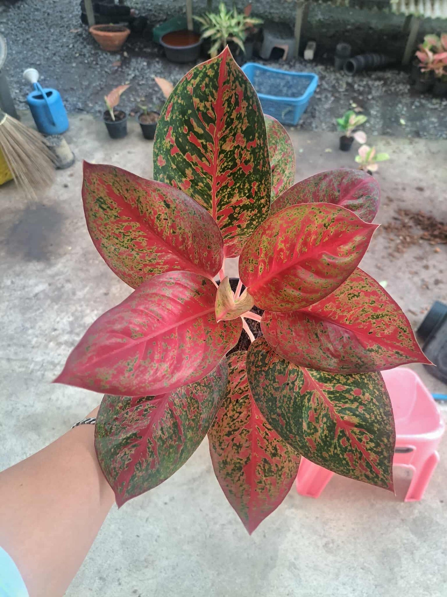 Aglaonema Red Stardust (Grower's Choice)