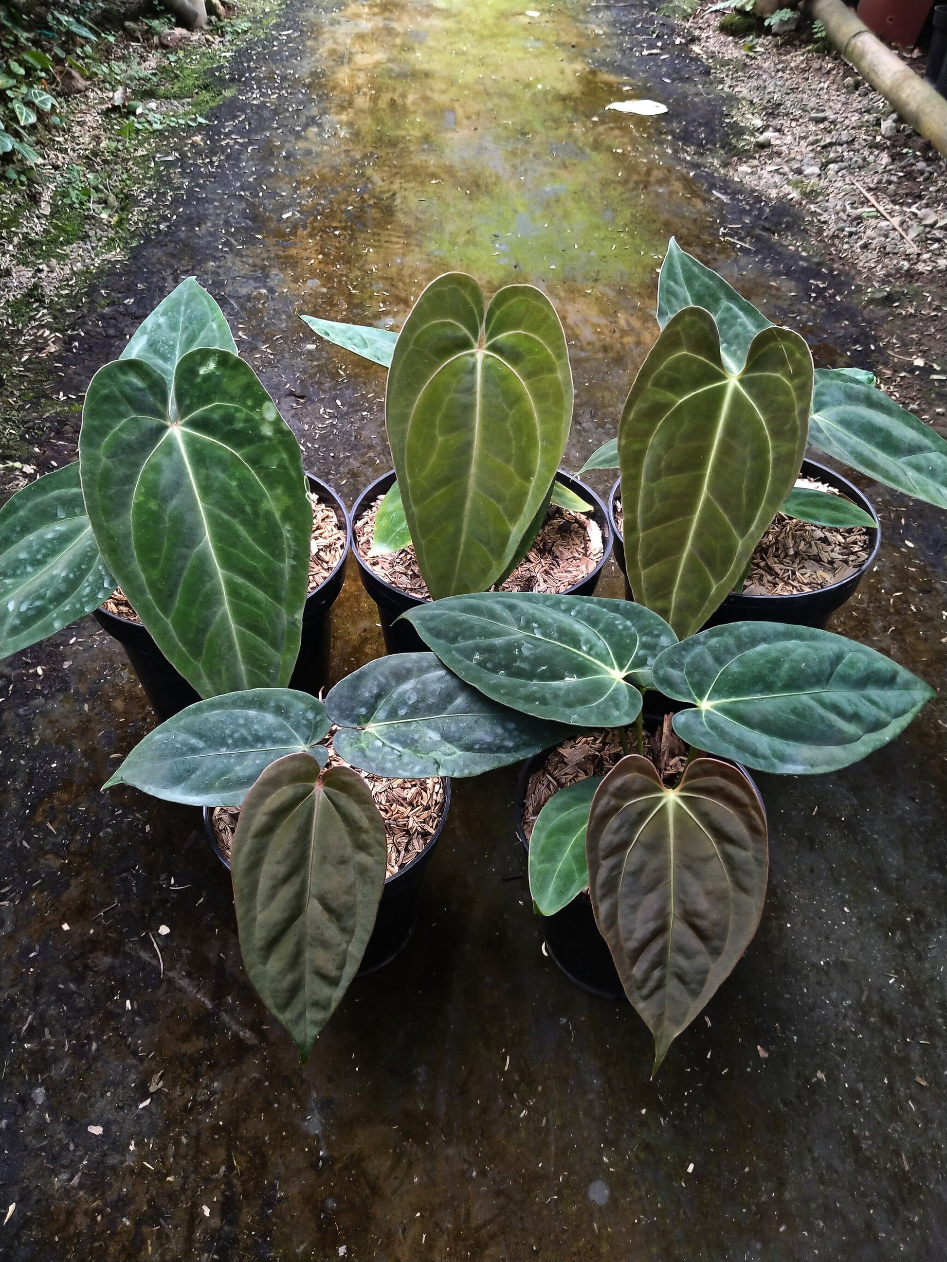 anthurium ace of spades for sale Anthurium Ace of Spades (From Seed) Grower's Choice – Itsumi Botanicals